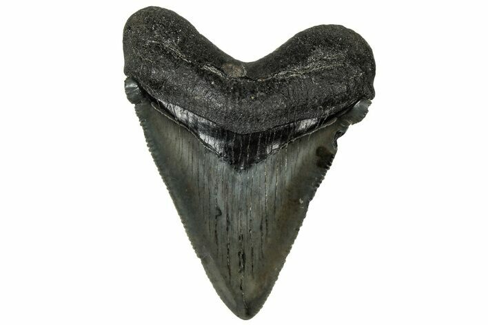 Serrated Chubutensis Tooth - Megalodon Ancestor #313788